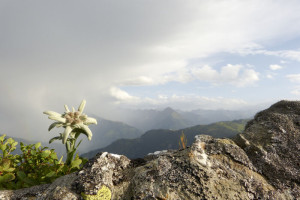 Edelweiss on a rock and an approaching thunderstorm in the background