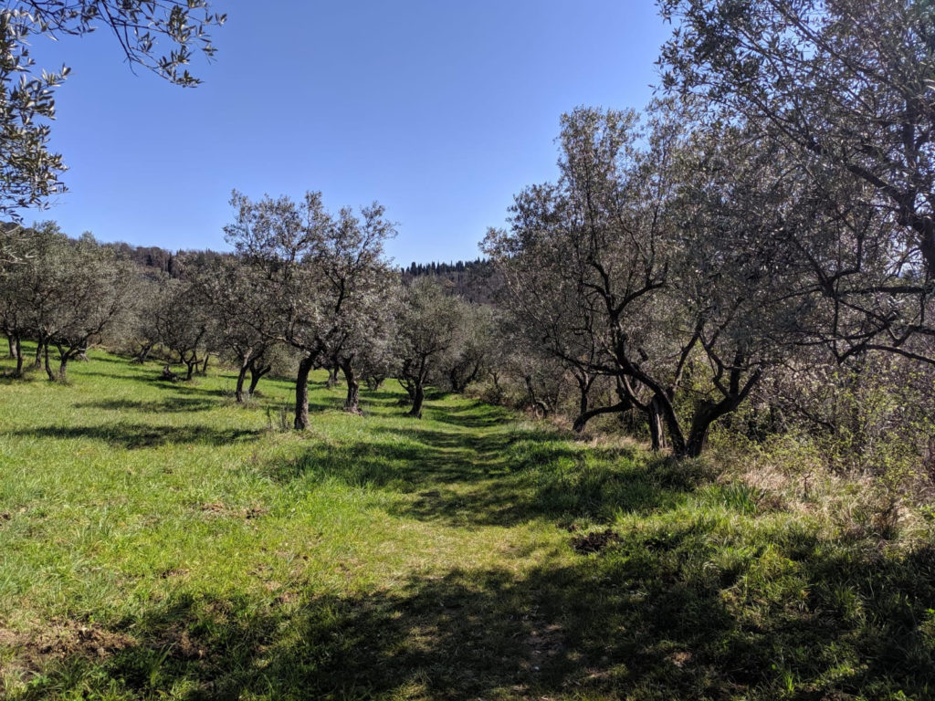 OLIVE TREES - TUSCANY